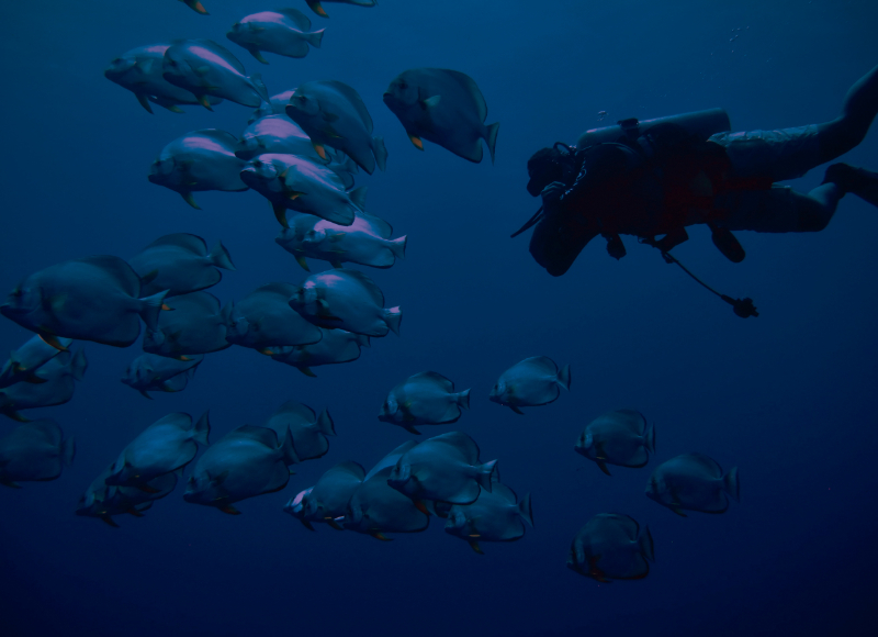 night-dive