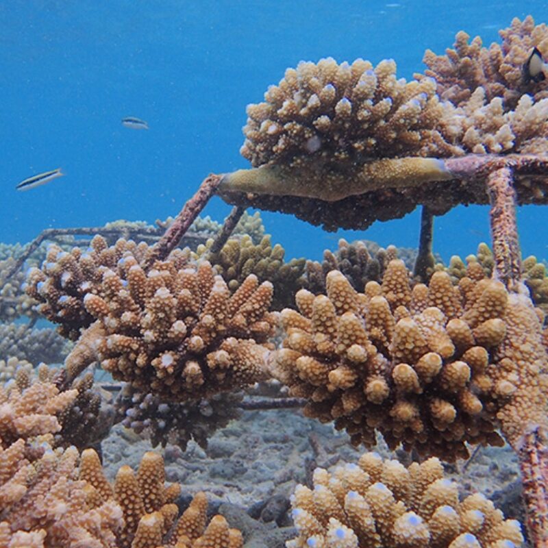 https://cob.stgdigitech.in/wp-content/uploads/2025/01/coral-conservation-aspect-ratio-800-800.jpg